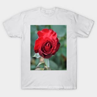 Deep Red Rose Bloom T-Shirt